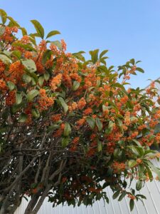 「秋をすっ飛ばして、冬の入口。」